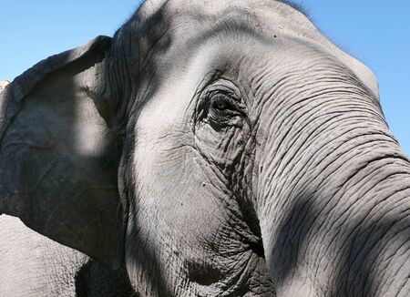 Close up shot of an elephant head