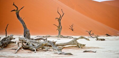 Dry trees against red dunes in Deadvlei, Sossusvlei.