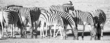 Zebras at watering hole in Africaの写真素材