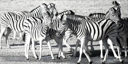 Group of zebras in Africaの写真素材