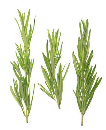 Rosemary isolated on white backgroundの写真素材
