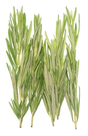 Rosemary isolated on white backgroundの写真素材