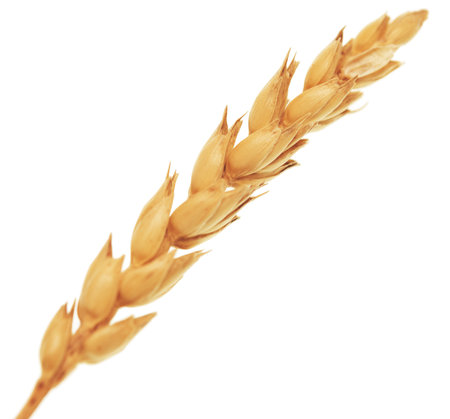 Wheat ear isolated on white backgroundの写真素材