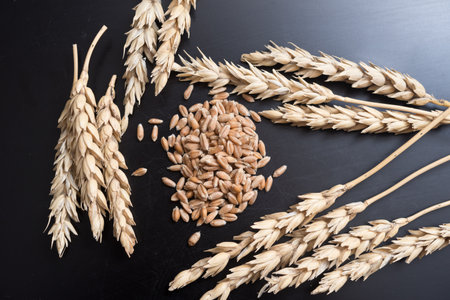 Wheat on a black backgroundの写真素材