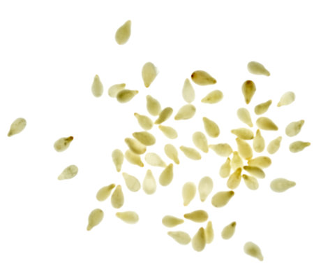 Cesame isolated on white backgroundの写真素材