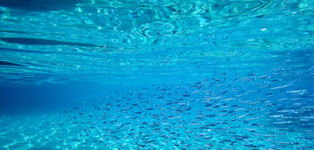 School of fish, underwaterの写真素材