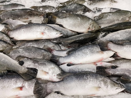 Fresh fish on an iceの写真素材