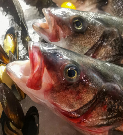Close up of fresh fish