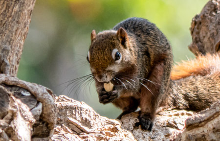 Cute squirrel eating on a treeの写真素材