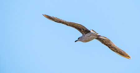 Gull in flight against blue skyの写真素材