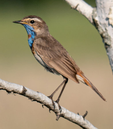 Bluethroat perching on a branch