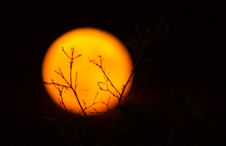 Full red moon between branches