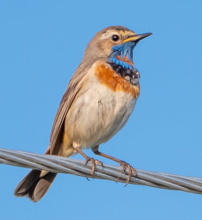 Bluethroat perching on a wireの写真素材