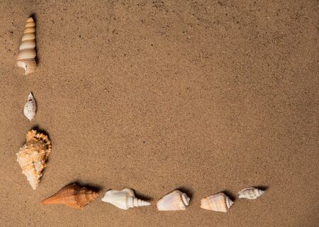sea shells with beach sand as backgroundの写真素材