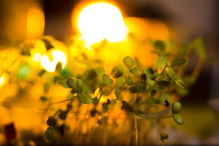 Green seedlings in new life conceptの写真素材