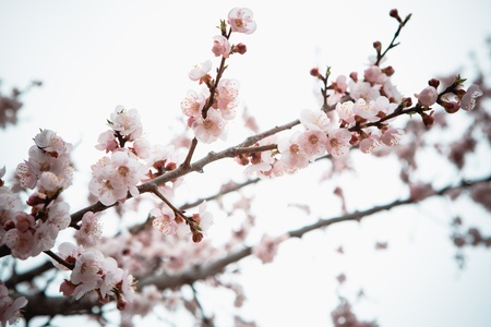 Flowers of an apricot tree on a blue background closeup