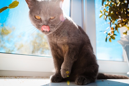 British blue short hair kittenの写真素材