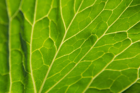 image of big head of ripe and green cabbage