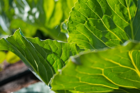 image of big head of ripe and green cabbageの写真素材