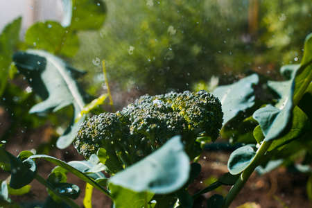 fresh broccoliの写真素材