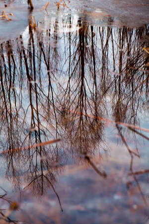 Colorful foliage floating in the dark fall water with reflection of the trees.