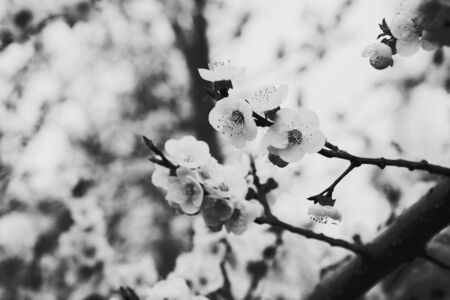 photo illustration of white orchid flowers in black and white halftoneの写真素材