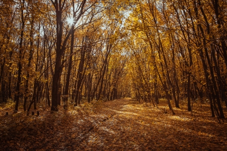 Sunset in the autumn forestの写真素材