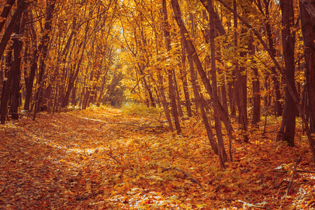 Sunset in the autumn forestの写真素材