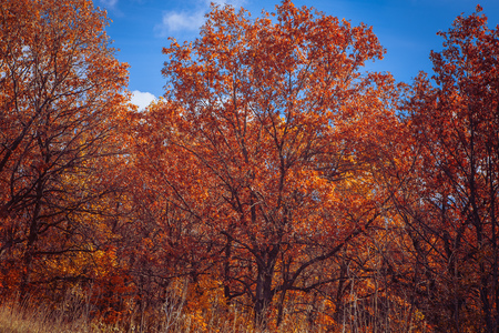 Sunset in the autumn forestの写真素材