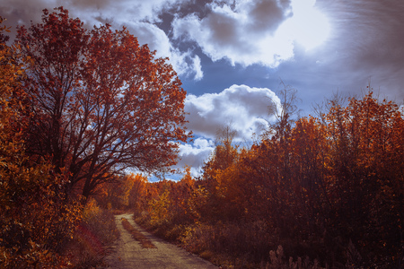 Sunset in the autumn forestの写真素材