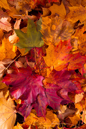 Colorful and bright background made of fallen autumn leavesの写真素材