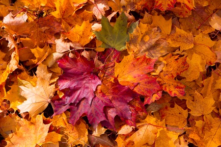 Colorful and bright background made of fallen autumn leavesの写真素材