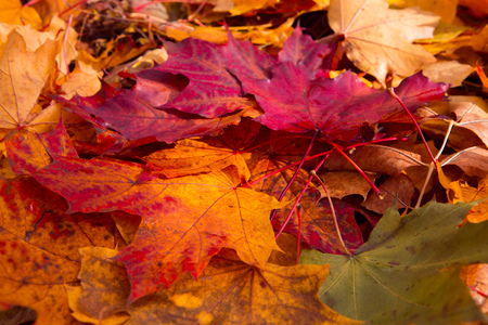 Colorful and bright background made of fallen autumn leavesの写真素材