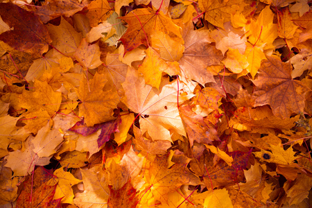 Colorful and bright background made of fallen autumn leavesの写真素材