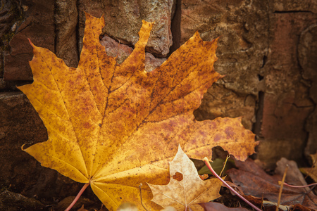 Colorful and bright background made of fallen autumn leavesの写真素材