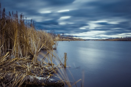 reeds at the lake shore, selective focusの写真素材