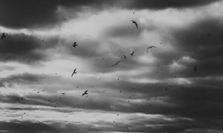 Flying seagullの写真素材