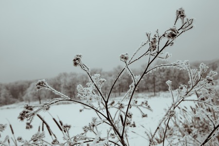 Frosted treesの写真素材
