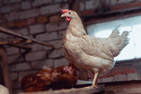 Three chickens. Element of design.の写真素材