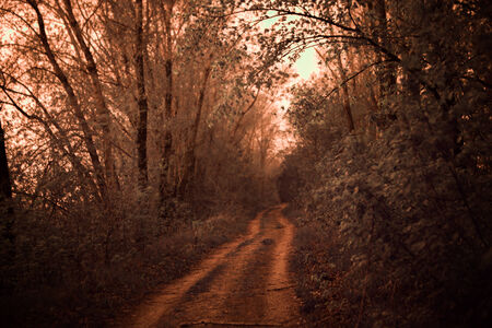 infrared photo of road lined with oak treesの写真素材