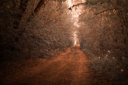 infrared photo of road lined with oak treesの写真素材