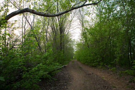 The road through the forestの写真素材