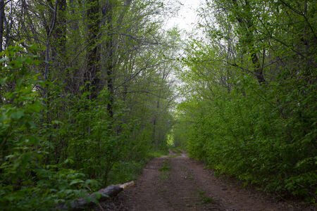The road through the forestの写真素材