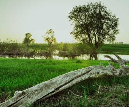 field on sunsetの写真素材