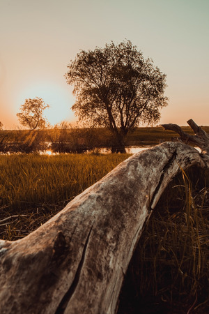 field on sunsetの写真素材