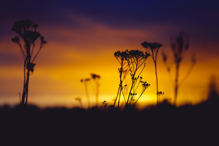 field at summer sunsetの写真素材