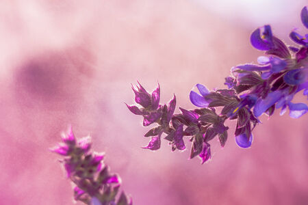Wild lavender in the spring a young fieldの写真素材