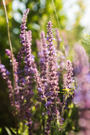 Lavender floral の写真素材