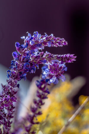 Wild lavender in the spring a young fieldの写真素材