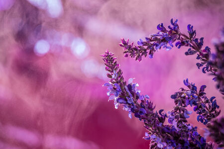 Wild lavender in the spring a young fieldの写真素材